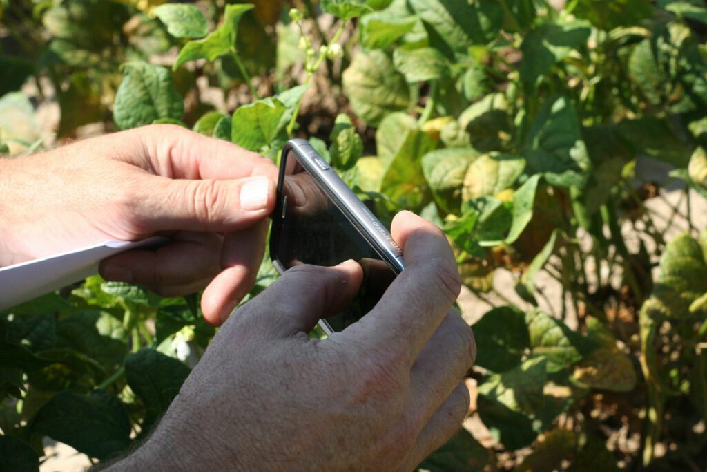 Person using a cellular phone to take photo of crop leaves.